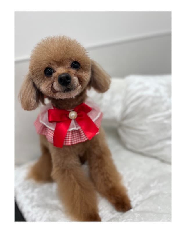 Dogsalon Marimoの写真