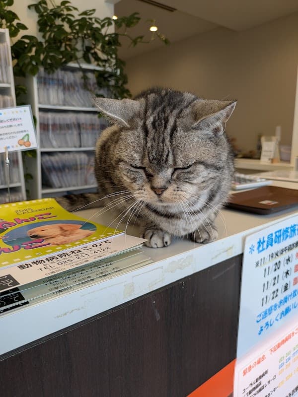 動物病院ねこのての写真