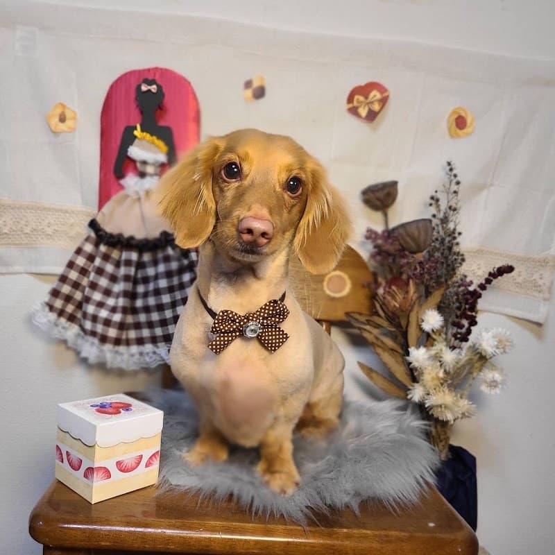Pet salon PLV - プルーヴの写真1