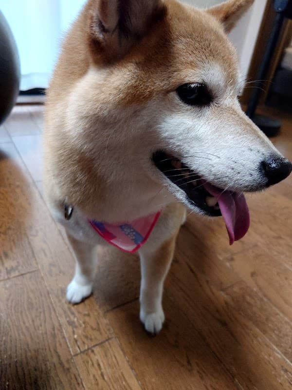 シャンプーの写真