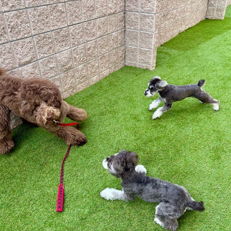 犬の幼稚園・ペットホテル わんどぅ宝の写真
