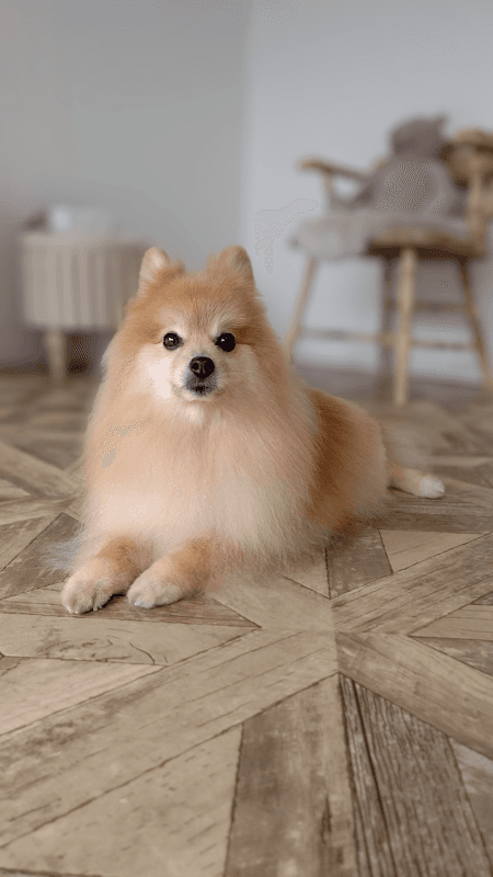 Dogsalon Cherimoaの写真