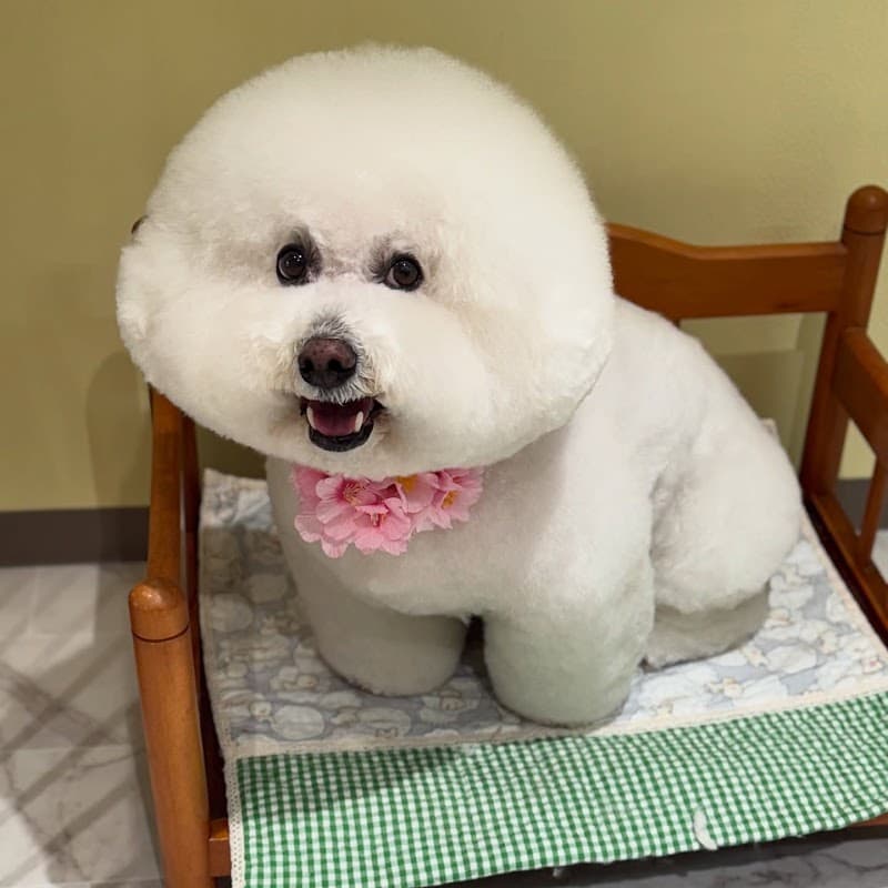 Dog salon PINNAの写真