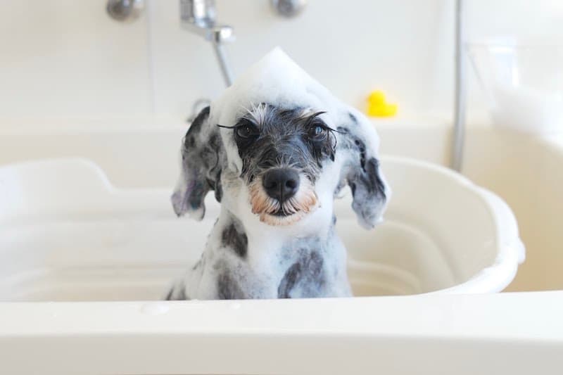 Dog Salon OluOlu(オルオル)の写真
