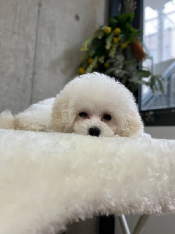 Dogsalon Kirattの写真