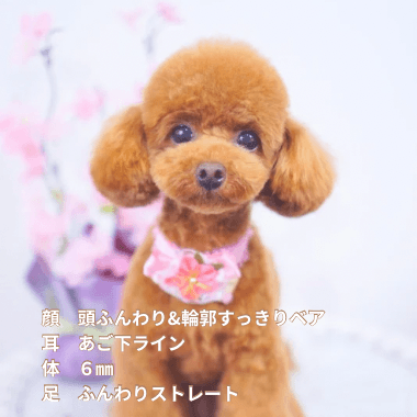 トリミングサロン DEAR DOGSの写真