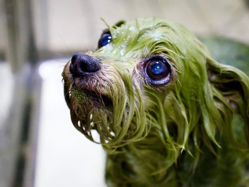 DOG SALON ANELAの写真1