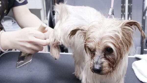 DogSalon Rwanの写真