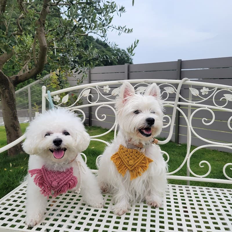 DOG SALON pureté ~ピュルテ~の写真1