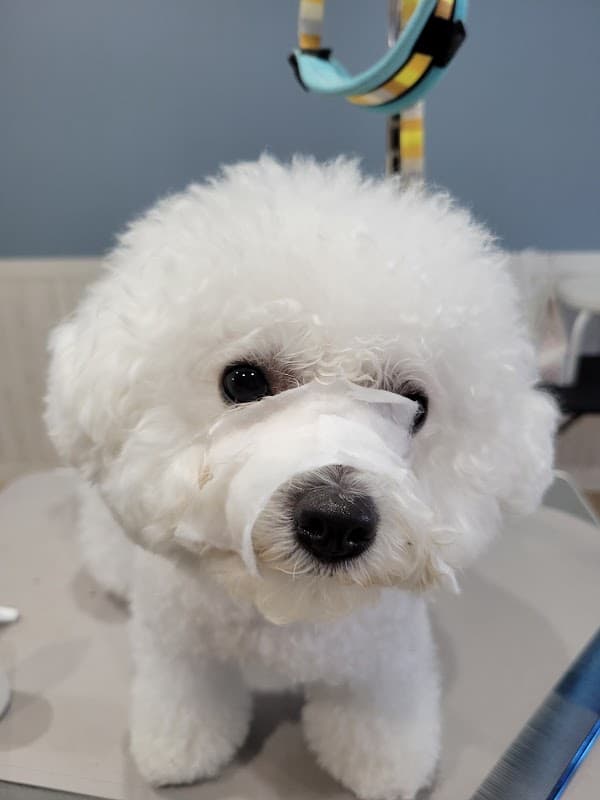 DOG SALON pureté ~ピュルテ~の写真2