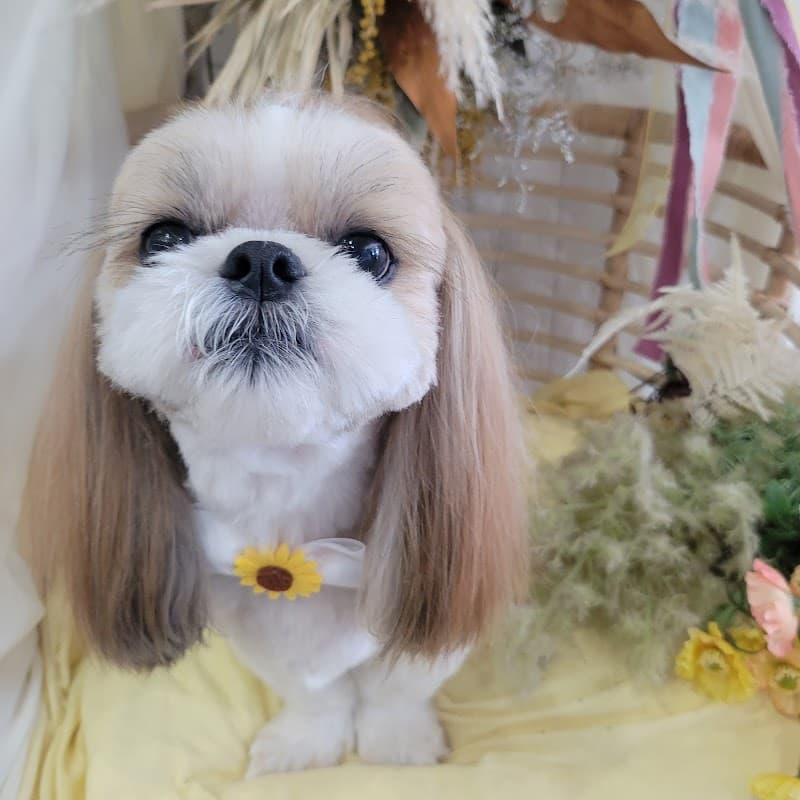 DOG SALON pureté ~ピュルテ~の写真3