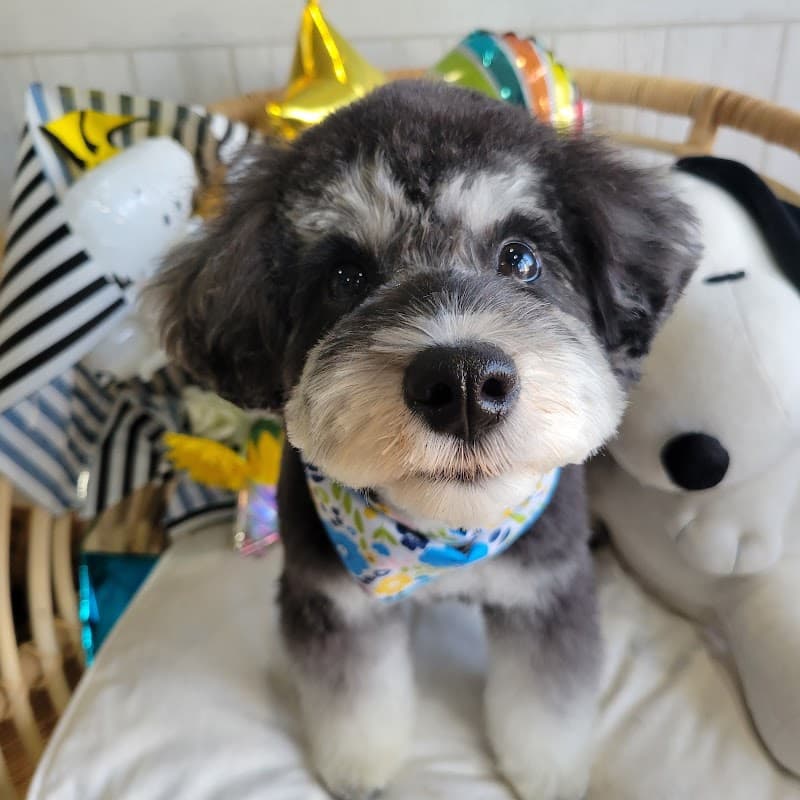 DOG SALON pureté ~ピュルテ~の写真4