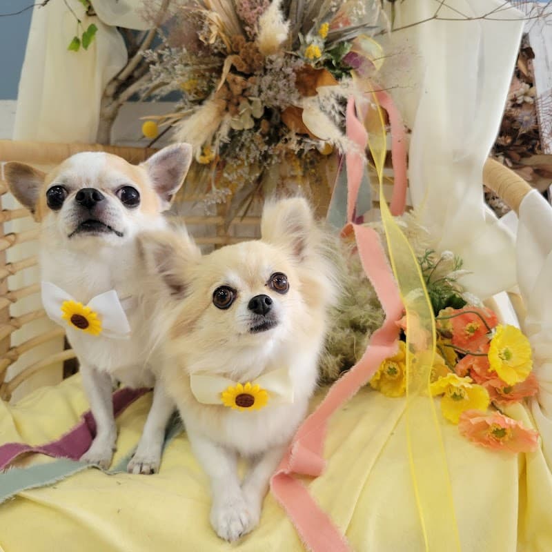 DOG SALON pureté ~ピュルテ~の写真5