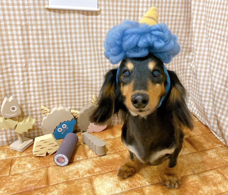 dog salon Bloomの写真