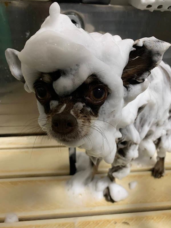 犬のトリミング・ホテル しっぽの写真1