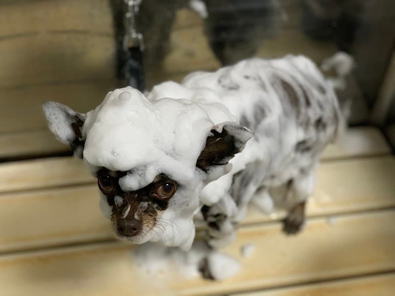 犬のトリミング・ホテル しっぽの写真2