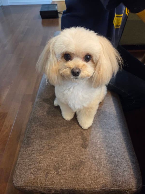 犬のトリミング・ホテル しっぽの写真3