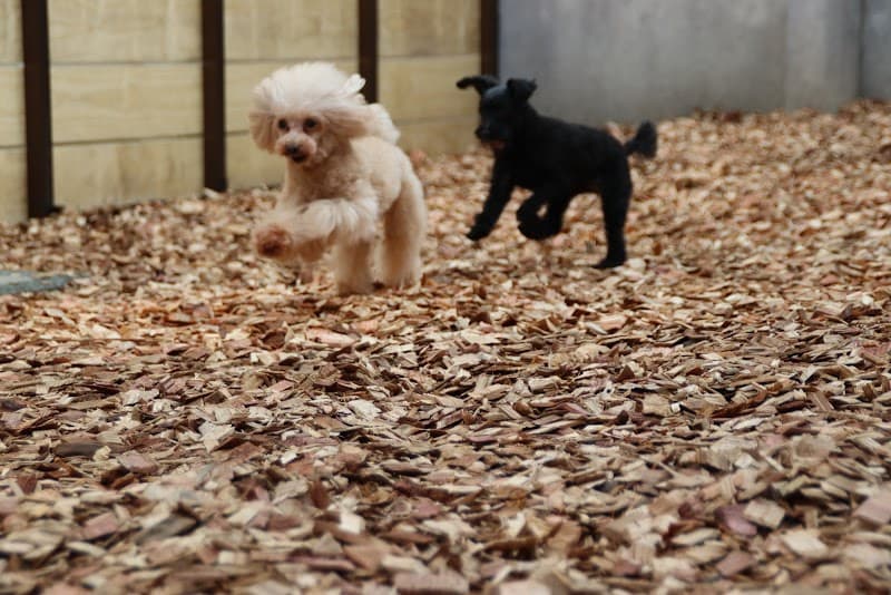 犬のトリミング・ホテル しっぽの写真6