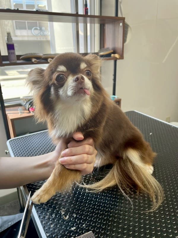 DogSalon Dear.Dの写真5