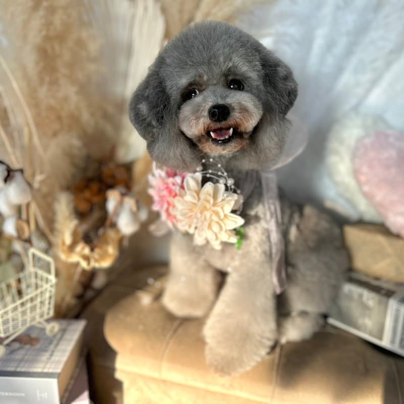 Dogsalon Laule'a ドッグサロン ラウレアの写真