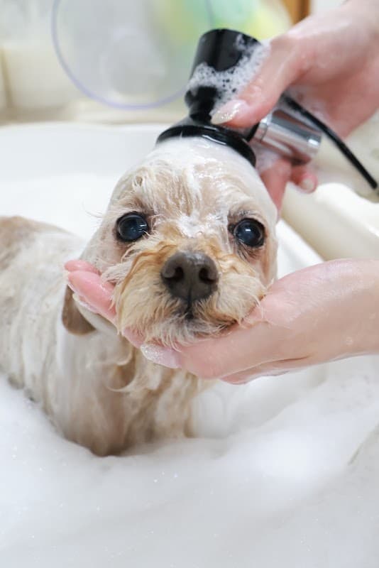 COLON DOG GROOMING SALONの写真