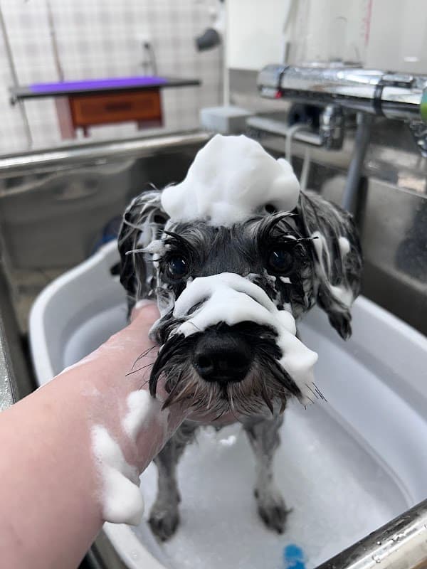 Dog salon nicoli(ドッグサロンニコリ)の写真