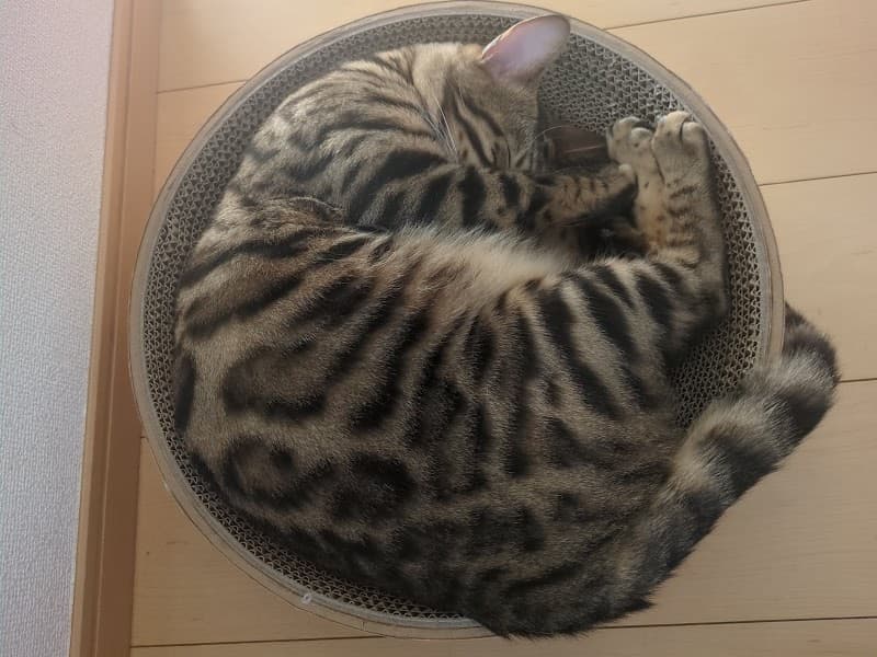 ペットホテル どんぐりの写真1