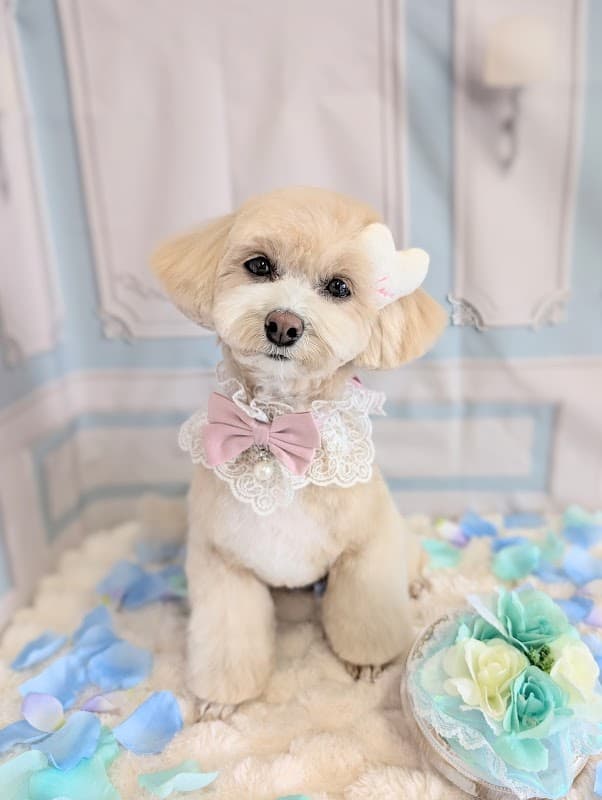 Dogsalon Mellowの写真