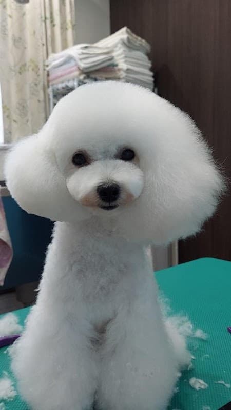 トリミングサロン DISAの写真3