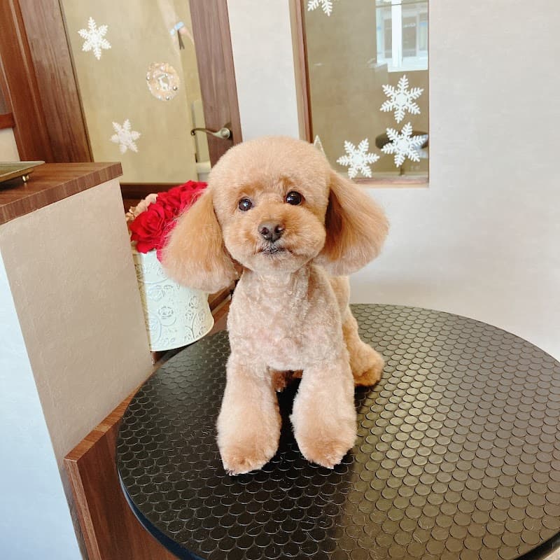 DOG SALON SWEETの写真