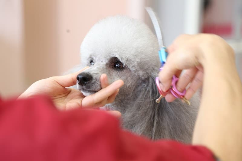 グルーミングサロンYUMIの写真