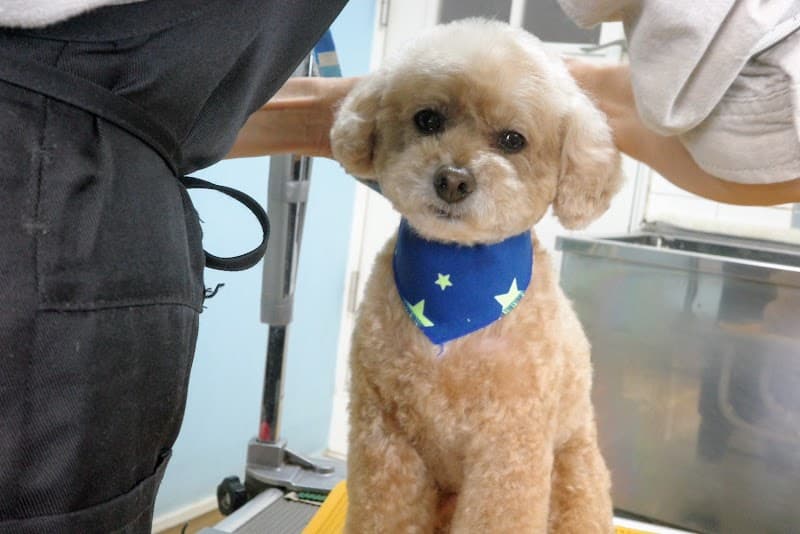 犬の美容室 わんるーむの写真