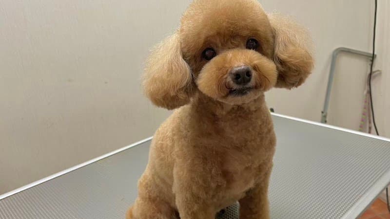 PET&BED麻布の写真1