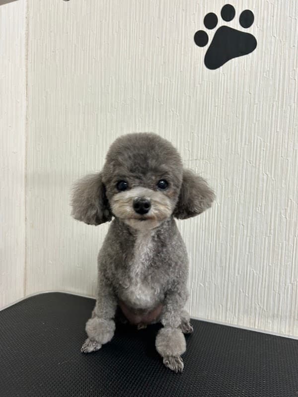 PET&BED麻布の写真2