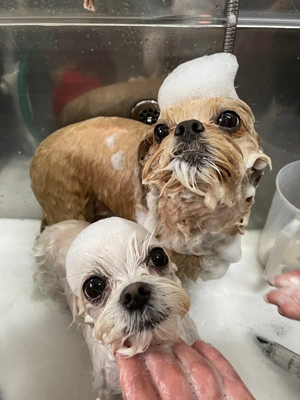 PET&BED麻布の写真4