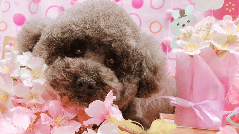 PET&BED麻布の写真6