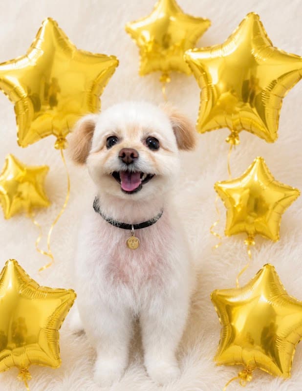 Pet Salon ONE WAN(ペットサロンわんわん)の写真3