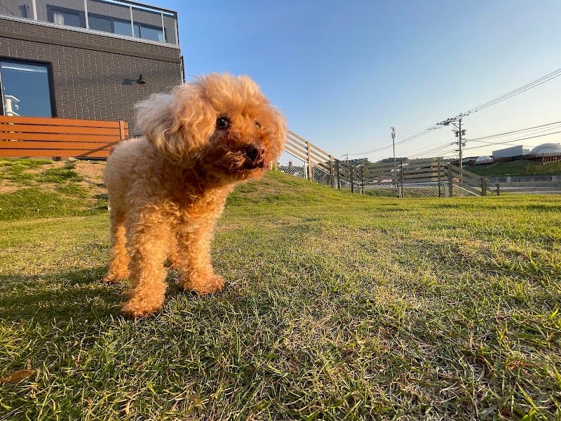 Pet hotel1(ペットホテルワン)・貸し切りドッグランの写真
