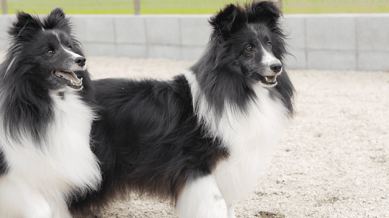 犬のがっこう&ペットホテルWANーSTの写真