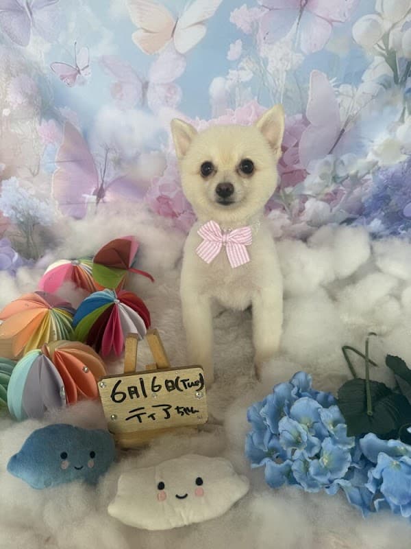 Dog Salon Maroubraの写真1