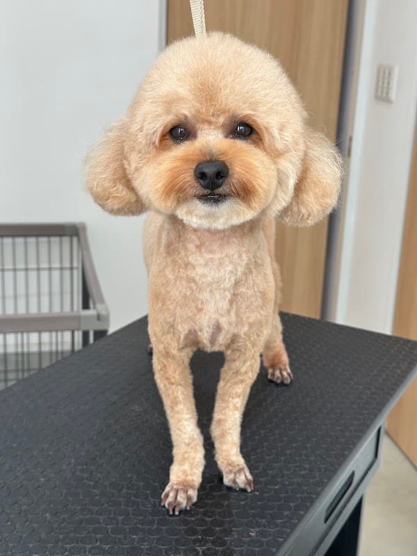DOG SALON IGARASHIの写真