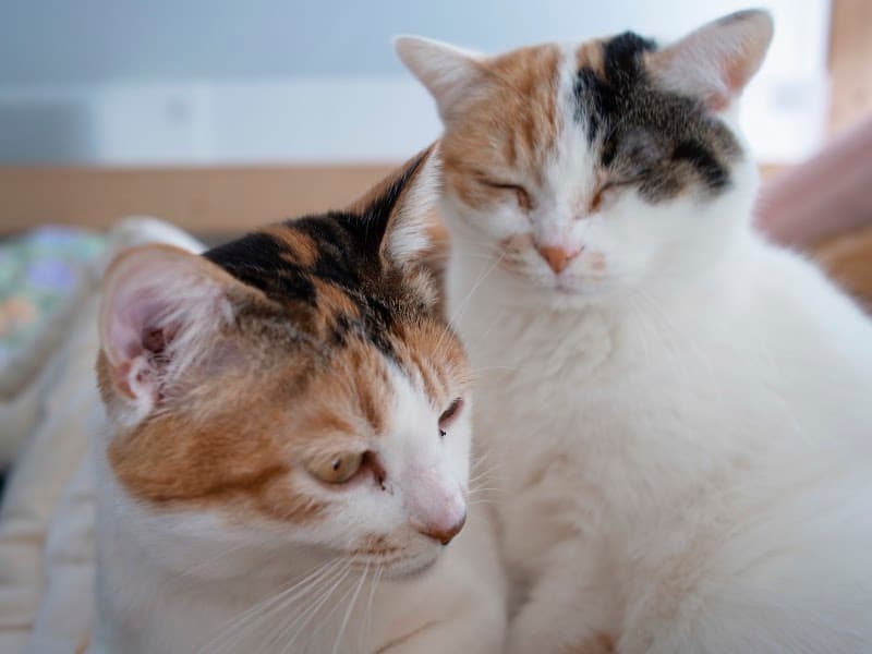 VOC外猫診療所の写真