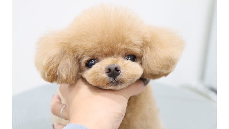 dogsalon fameuxの写真