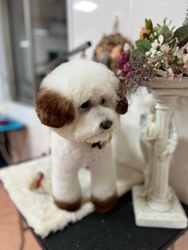 犬の美容室・卑弥呼の写真