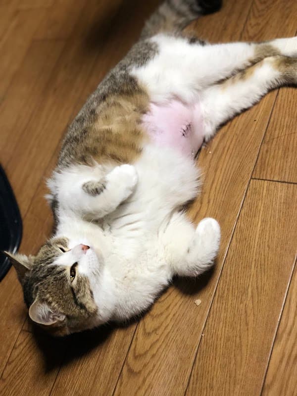 高須介良犬猫病院の写真