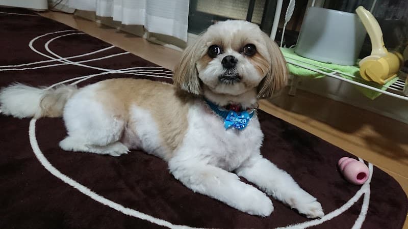 ペットの美容室パピーの写真