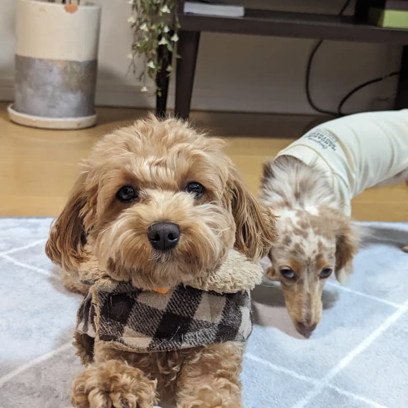 ペットホテル へそてんの写真1
