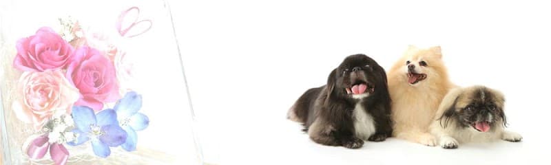 ペットサロン アミィの写真1