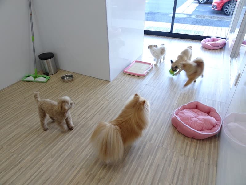 ペットサロン アミィの写真3