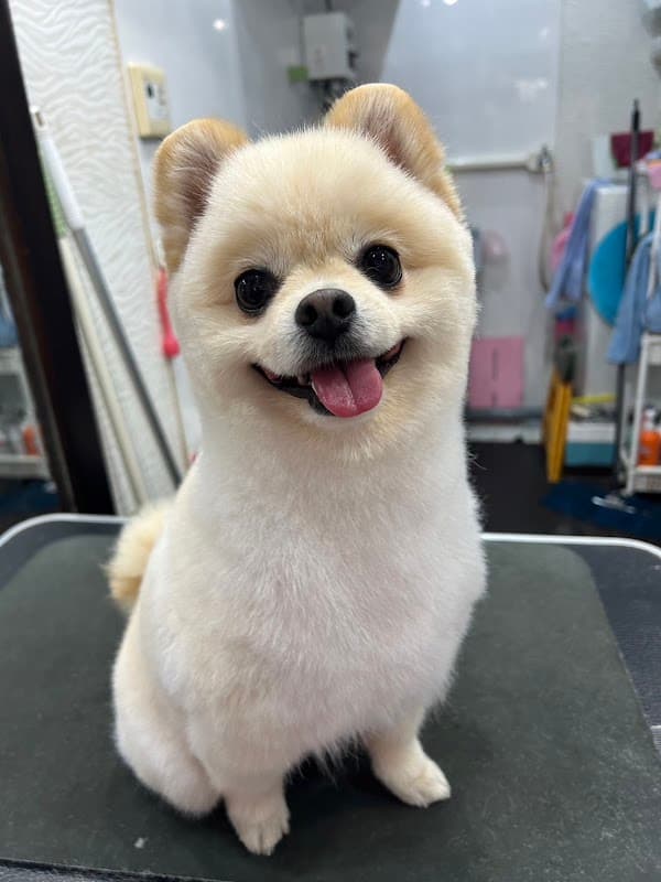 ドッグサロン・チャオチャオの写真1